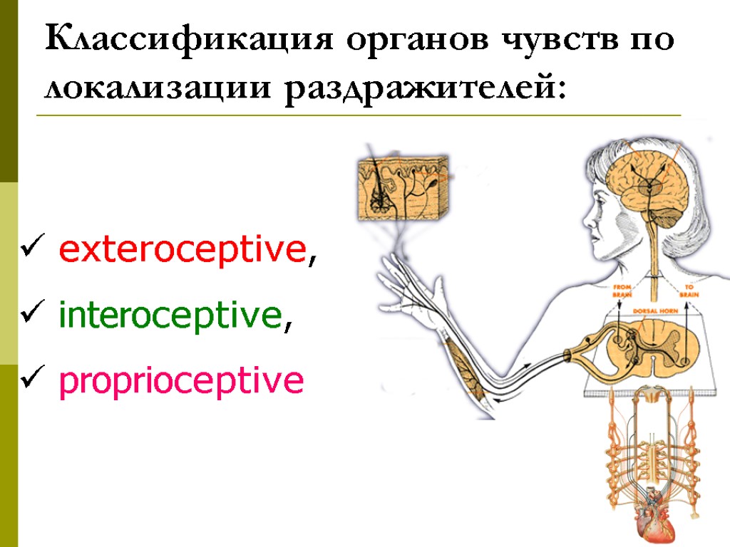 exteroceptive, interoceptive, proprioceptive Классификация органов чувств по локализации раздражителей: